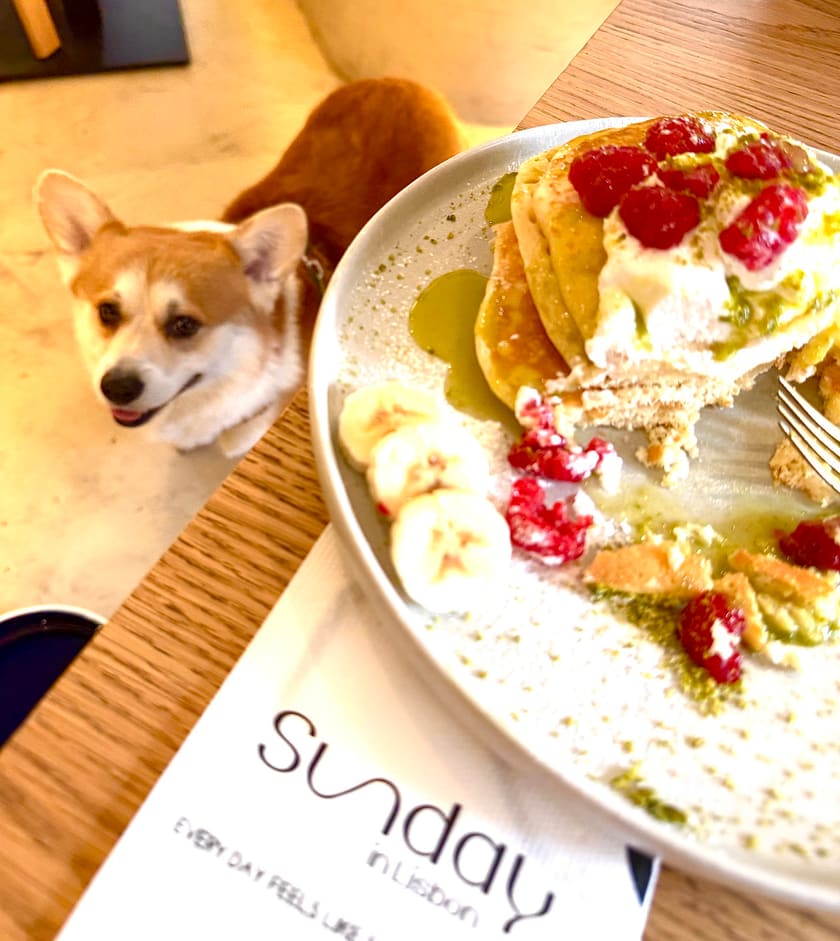 Um corgi espreita a mesa, ao lado de um prato de panquecas com framboesas e banana e do papel da casa.